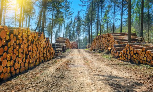 Дефицит древесины в России: причины и следствия