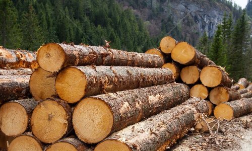 Спикер Совета Федерации выступила с предложением о временном запрете на вывоз леса за границу